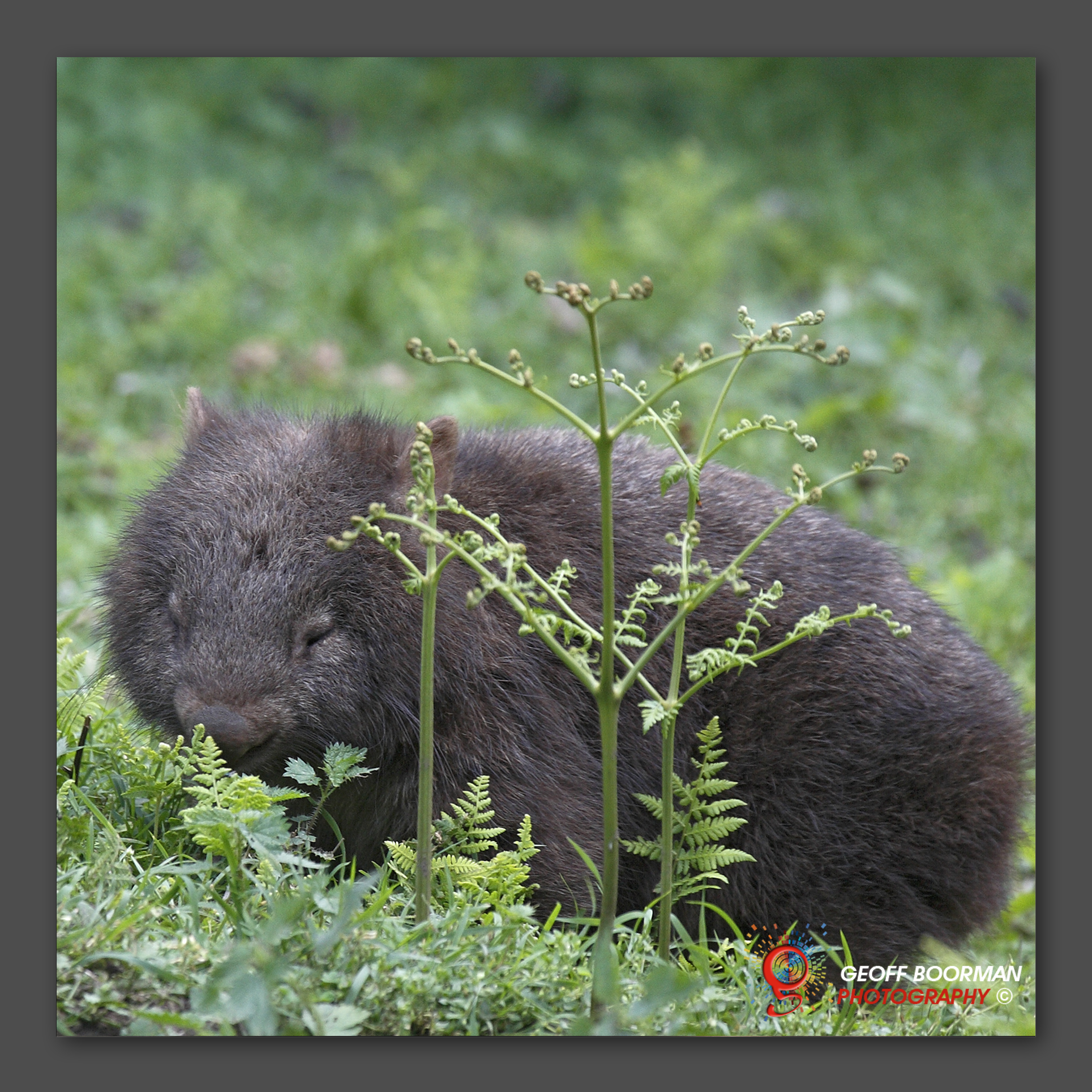 Wombolly Metal - Wombat